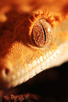 a close up view of an orange lizard's eye