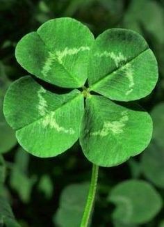 a four leaf clover is shown in this image