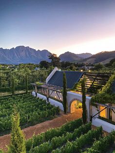 an aerial view of a vineyard with mountains in the background