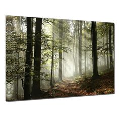 an image of a forest scene with sunlight coming through the trees