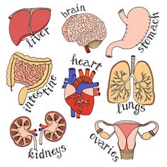 the human heart, lungs, livers and other organ parts are shown in this hand drawn