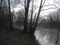 trees and water in the woods on a foggy day