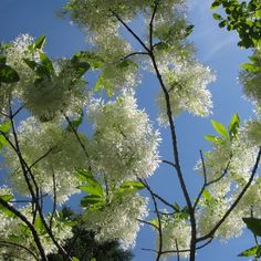 some white flowers and green leaves on a sunny day with blue sky in the background