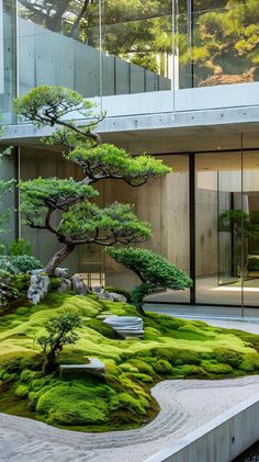 a bonsai tree in front of a building