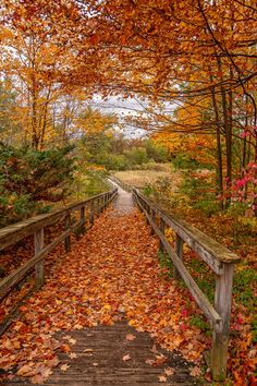 a wooden walkway surrounded by fall leaves