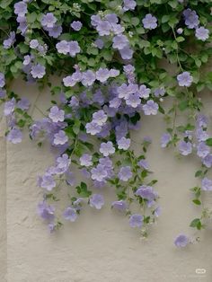 purple flowers growing on the side of a building