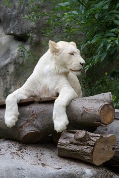 a white polar bear sitting on top of a pile of logs