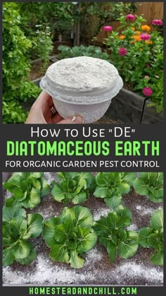 how to use de'diatomaceous earth for organic garden pest control in the garden