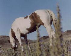 a brown and white horse grazing in a field with purple flowers on the ground next to it