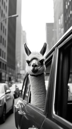 an alpaca sticking its head out the window of a car on a city street