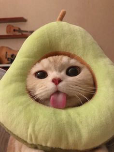 a cat sticking its tongue out while wearing an apple shaped pillow