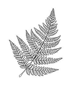 a black and white drawing of a fern leaf