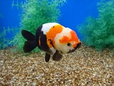 an orange and white fish is swimming in the water