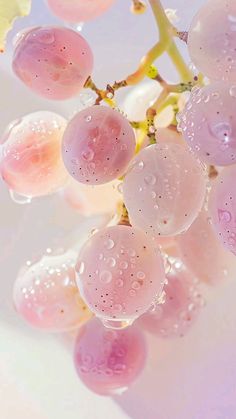 grapes with drops of water on them hanging from a branch in the air, against a pastel background