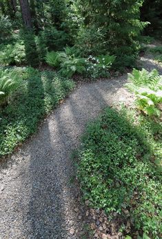 a gravel path surrounded by trees and plants