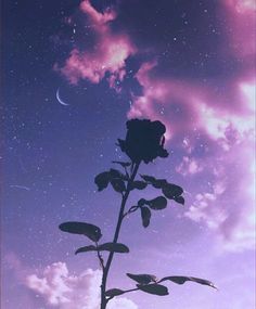 a lone rose against the night sky