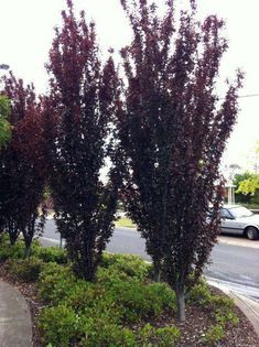 two small trees in the middle of a street with cars parked on the side of the road