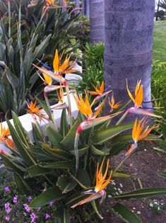 the bird of paradise is blooming in the garden