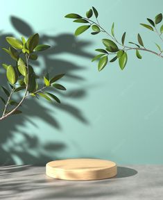 a plant with green leaves casts a shadow on the wall next to a round object