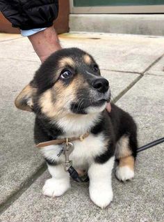 a small dog sitting on the ground next to a person's leg and hand