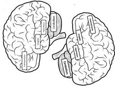 These brains can be printed and stapled to construction paper for headbands.  Students can learn about the parts of the brain and how each part works to help them be in the different brain states. Brain States, Brain Hat, Parts Of The Brain, Breast Health, Construction Paper, The Brain, Brain, Human Body, Human