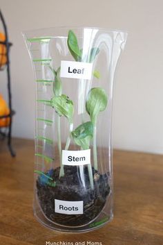 a clear vase filled with plants on top of a wooden table