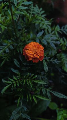 an orange flower with green leaves in the background