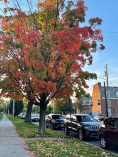 an autumn tree with orange and yellow leaves on the ground next to a sidewalk in front of parked cars