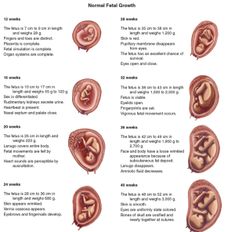 the stages of fetusal growth and how they are used to help them grow