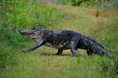 a large alligator walking across a lush green field