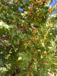 an orange tree with lots of fruit hanging from it's branches in the sun