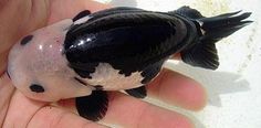 a small black and white fish in someone's hand