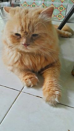 an orange cat is sitting on the floor