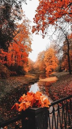 an autumn scene with leaves on the ground and trees in the background, there is a river running through it