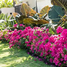 pink flowers line the edge of a garden with large green leaves and plants in the background