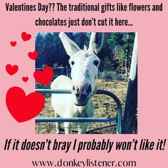 Donkey meme for Valentine’s Day! Donkey Training, Donkey Funny, Hee Haw, Miniature Donkey, Cute Donkey, The Donkey, Donkeys, How To Train, Training Video