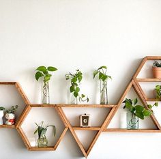 the shelves are filled with potted plants