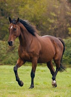 a brown horse galloping through a field with trees in the background