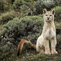 a young mountain lion sitting in the grass