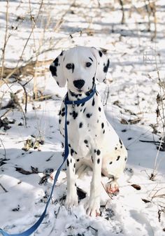 a dalmatian dog sitting in the snow with a blue leash on it's neck