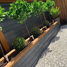 a row of trees sitting next to each other on top of a wooden planter