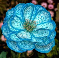 a blue flower with white spots on it