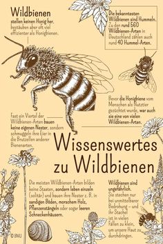 a poster with different types of bees and flowers in german, english and german words