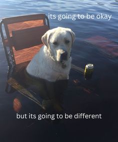 a white dog sitting on top of a wooden chair in the water next to a beer bottle