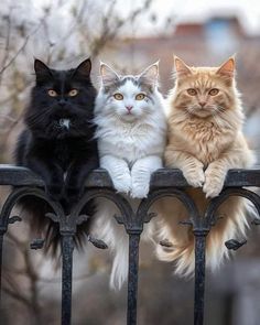 three cats sitting on top of a metal fence next to each other and looking at the camera