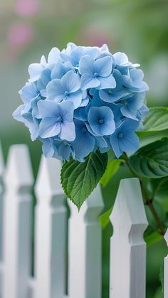 a white picket fence with blue flowers on it and green leaves in the foreground