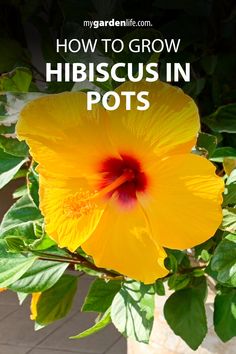 a yellow flower with the words how to grow hibiscus in pots