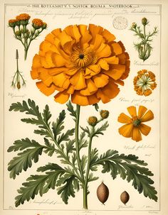 an antique botanical print with orange flowers and leaves