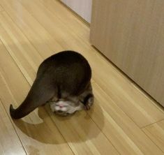 a cat is eating something on the floor