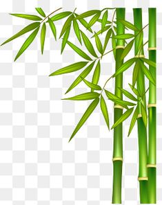 a bamboo tree with green leaves on it